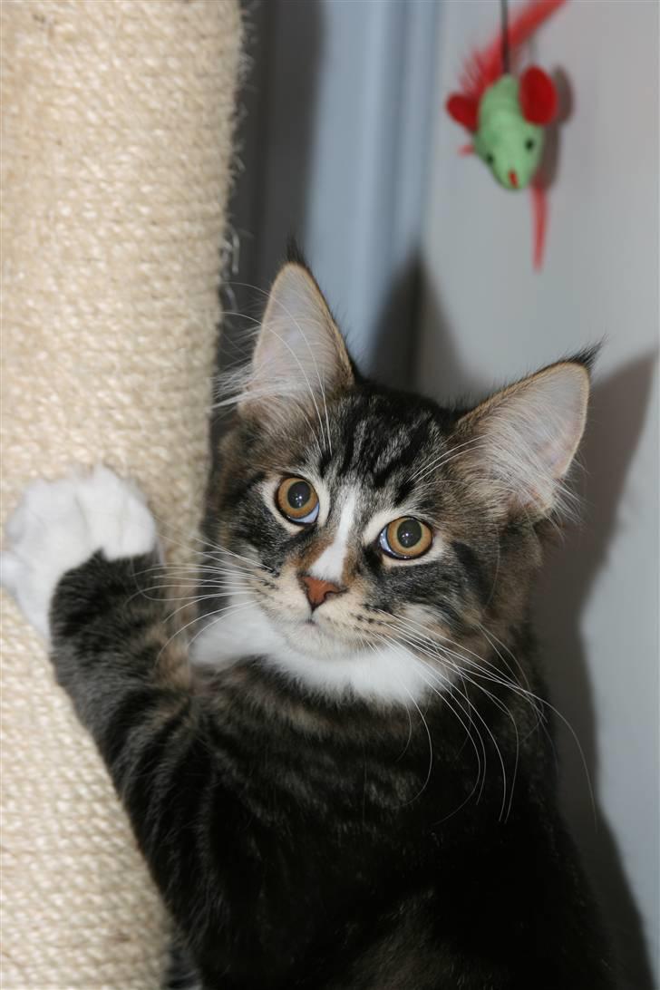 Maine Coon Gismo PP - Gismo hygger med lille mus på kradsetræ, på hans første morgen i sit nye hjem. billede 20