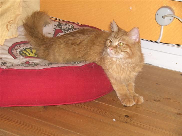 Maine Coon kia billede 1