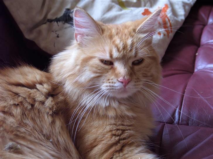 Maine Coon kia billede 2