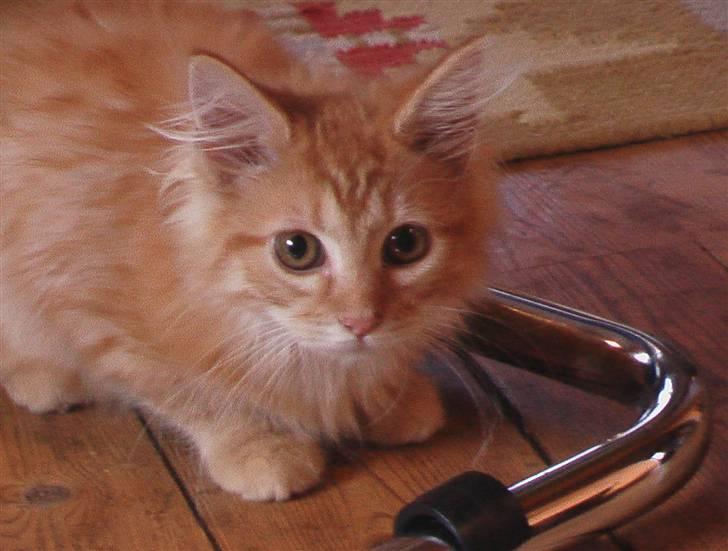 Maine Coon kia billede 3