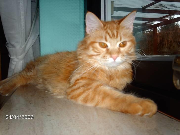 Maine Coon kia billede 4