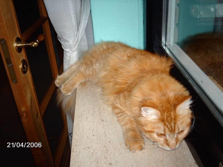 Maine Coon kia billede 5