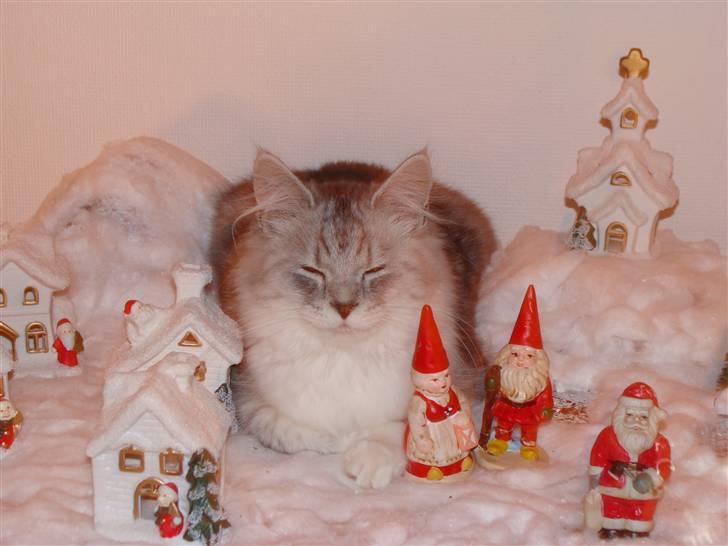 Maine Coon Mitzy - jeg kan også være i nisseby!!! billede 6