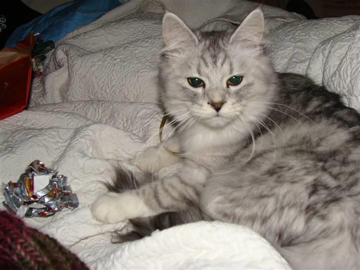 Maine Coon Mitzy - jeg ta lige en slappe.... billede 7