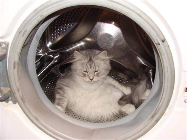 Maine Coon Mitzy - tja.. her kan man også sov.. billede 8