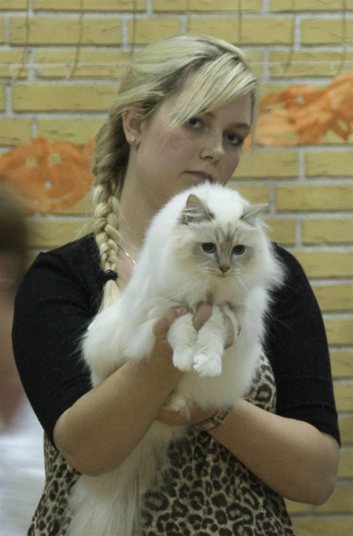 Hellig Birma DeLaCour's Blanchefleur - *NYT* Fleur på Show i Årslev 18-09-2009, sammen med mor. billede 19