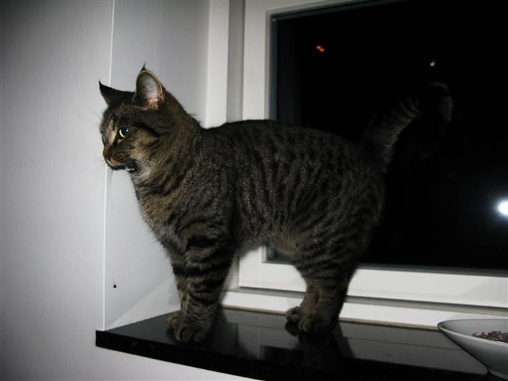 Huskat Bodil billede 1