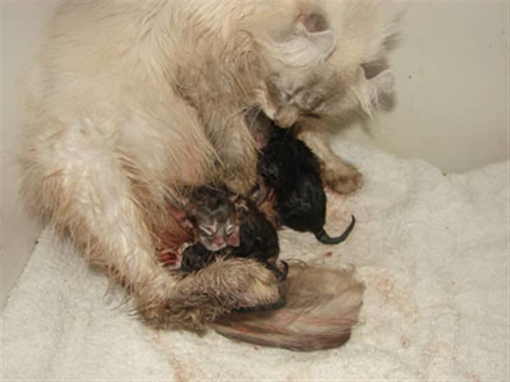 American Curl Fantasy curls Kenaya billede 5