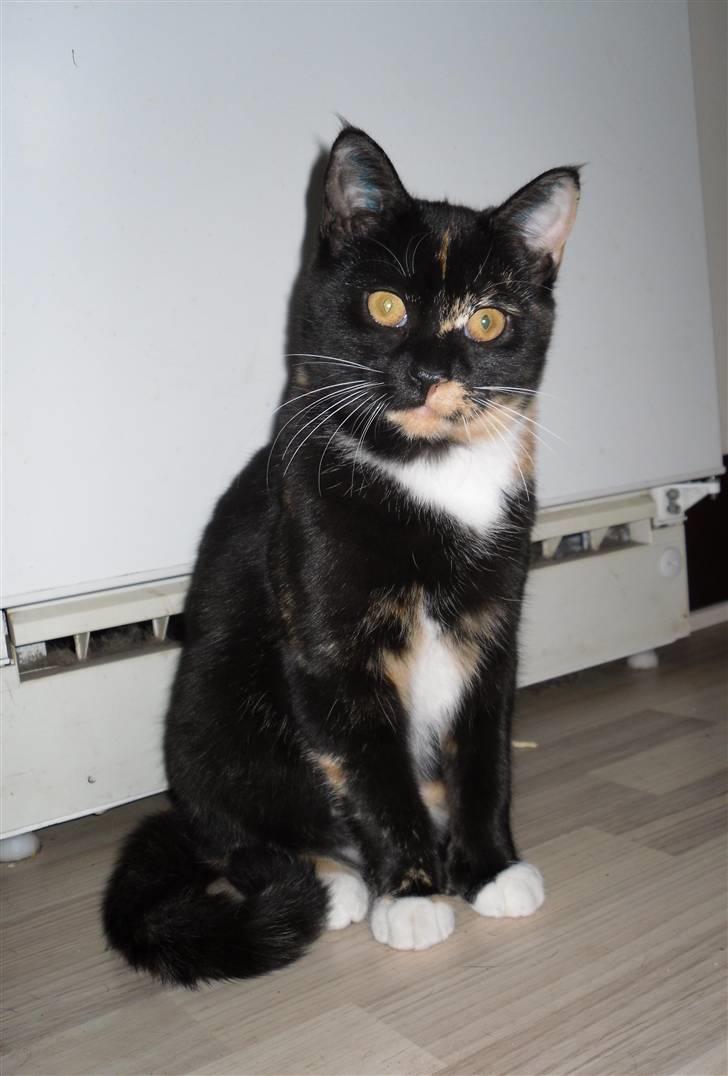 Huskat Bumsen - Bumsen d. 5 februar 09. billede 1