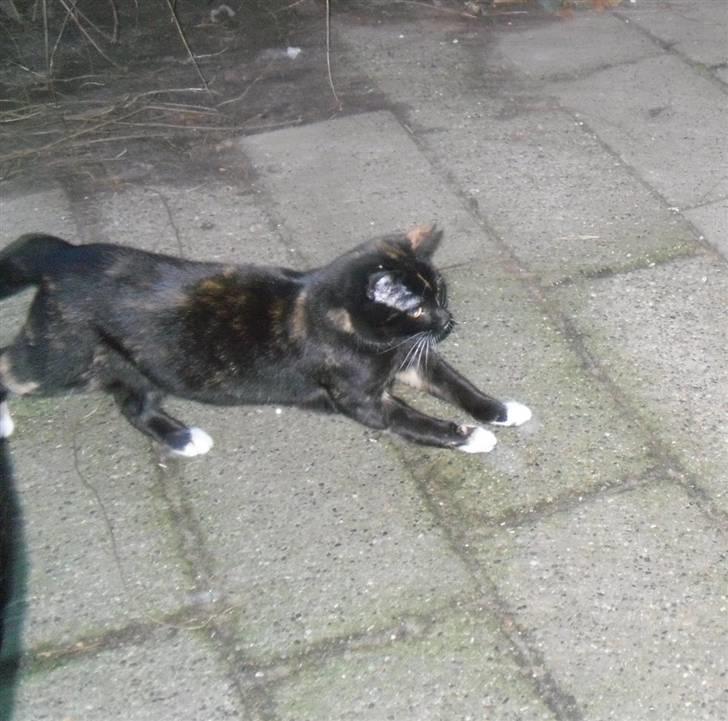 Huskat Bumsen - Bumsen d. 5 februar 09. billede 2