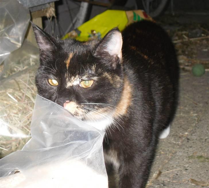 Huskat Bumsen - Bumsen d. 5 februar 09. billede 3