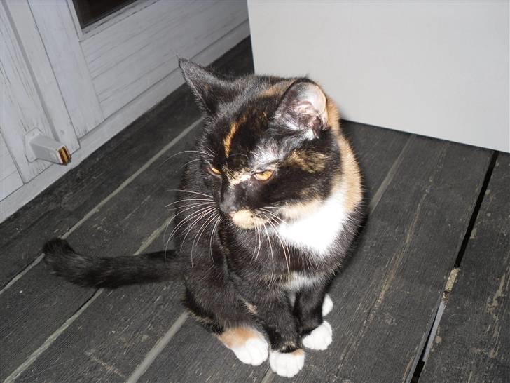 Huskat Bumsen - Bumsen d. 5 februar 09. billede 4