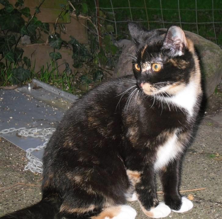 Huskat Bumsen - Bumsen d. 5 februar 09. billede 5