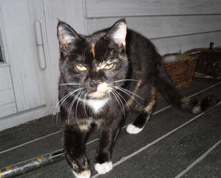 Huskat Bumsen - Bumsen d. 5 februar 09. billede 6