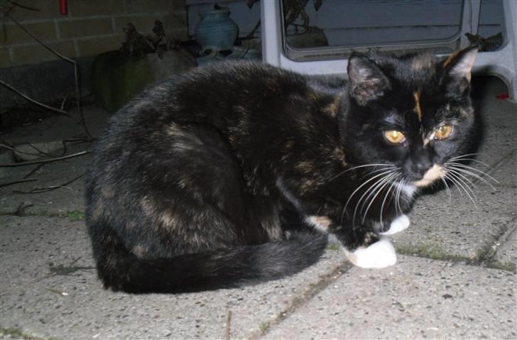 Huskat Bumsen - Bumsen d. 5 februar 09. billede 7