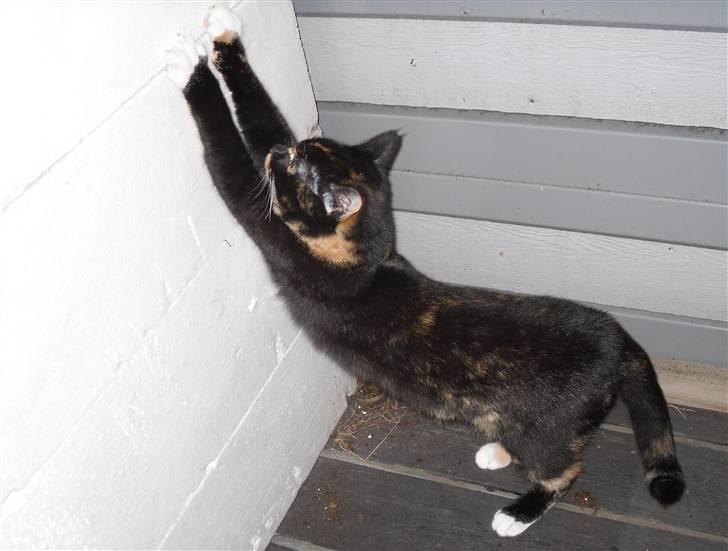 Huskat Bumsen - Bumsen d. 5 februar 09. billede 8