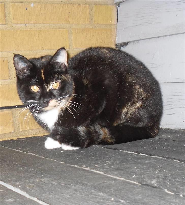 Huskat Bumsen - Bumsen d. 5 februar 09. billede 9