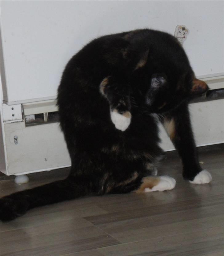 Huskat Bumsen - Bumsen d. 5 februar 09. billede 10