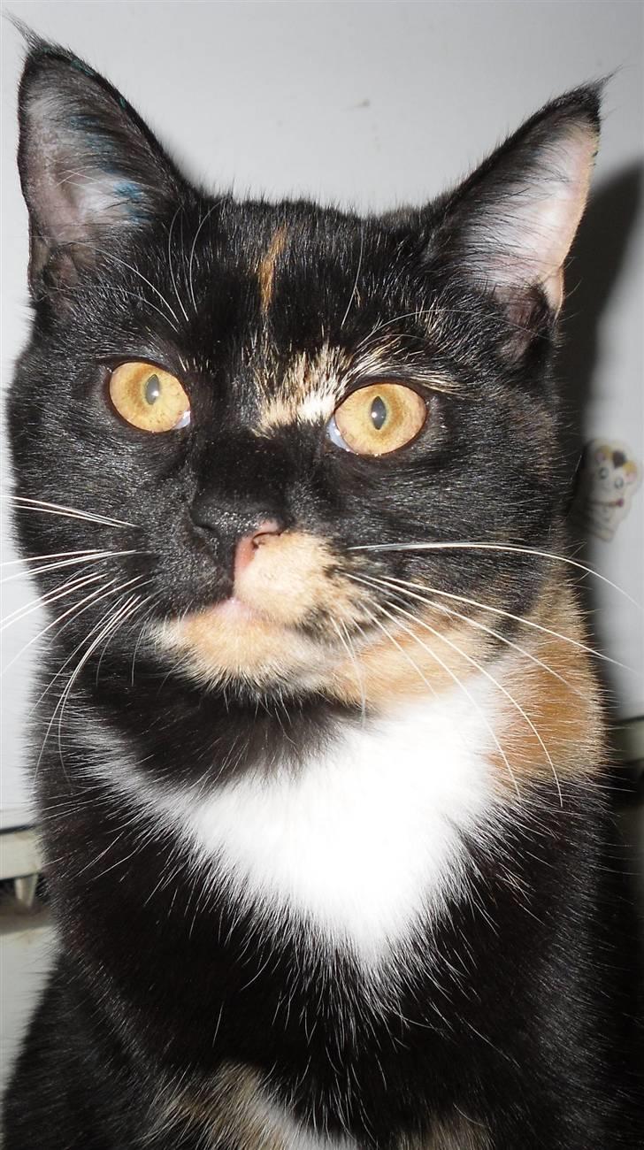 Huskat Bumsen - Bumsen d. 5 februar 09. billede 11