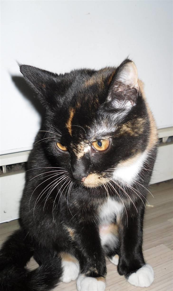 Huskat Bumsen - Bumsen d. 5 februar 09. billede 12