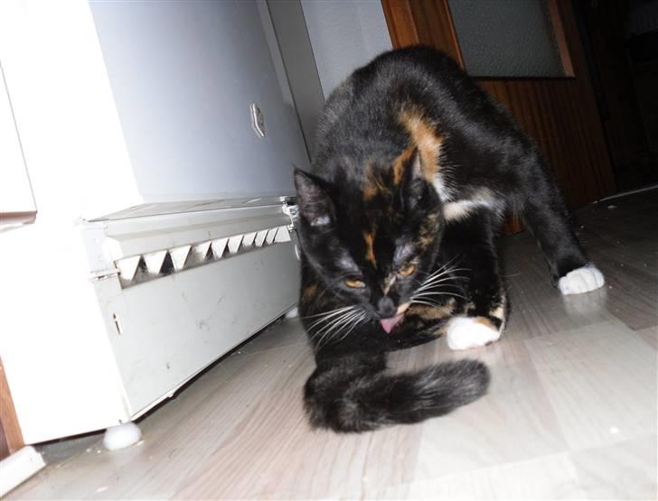 Huskat Bumsen - Bumsen d. 5 februar 09. billede 13