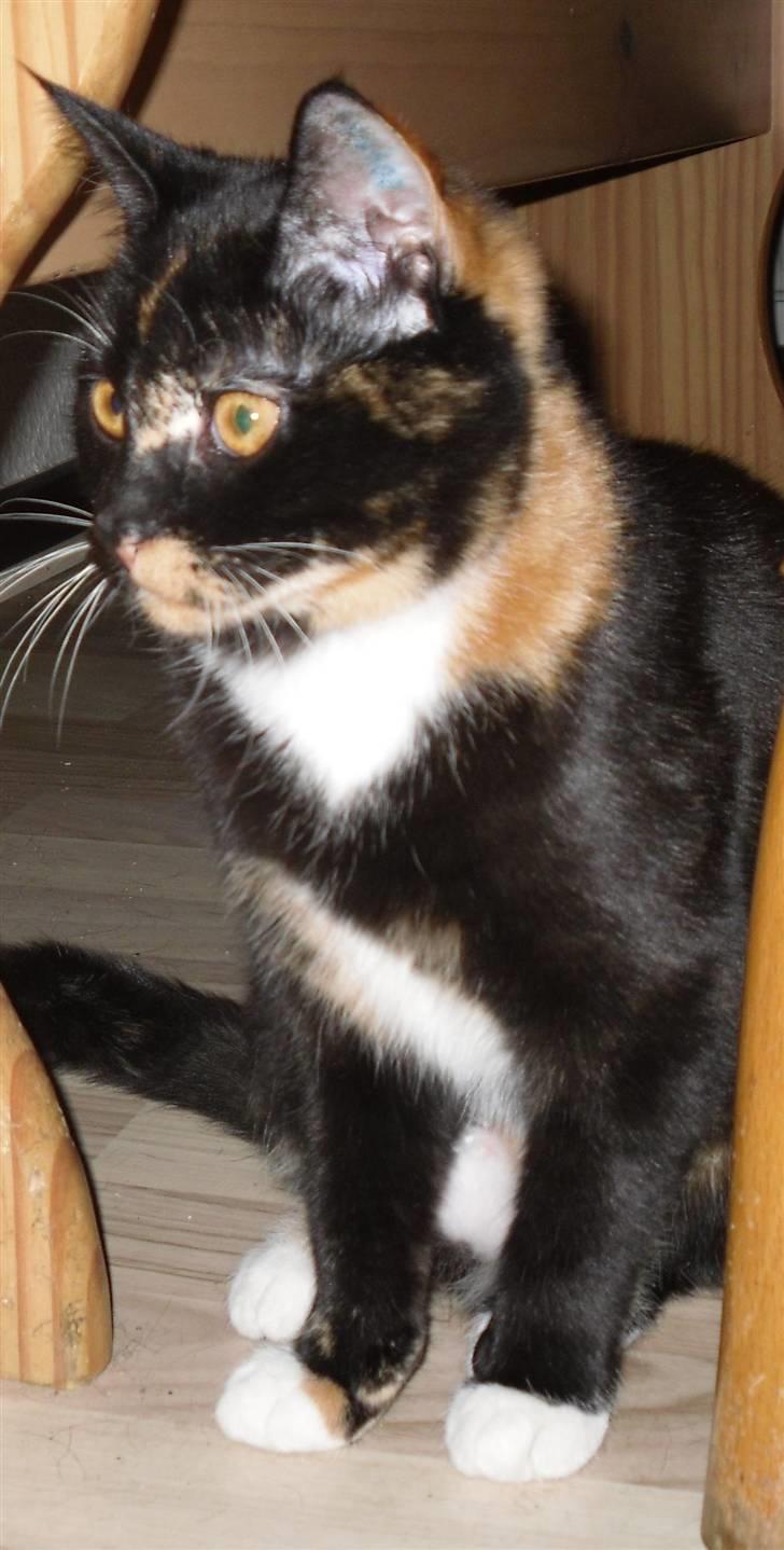 Huskat Bumsen - Bumsen d. 5 februar 09. billede 14