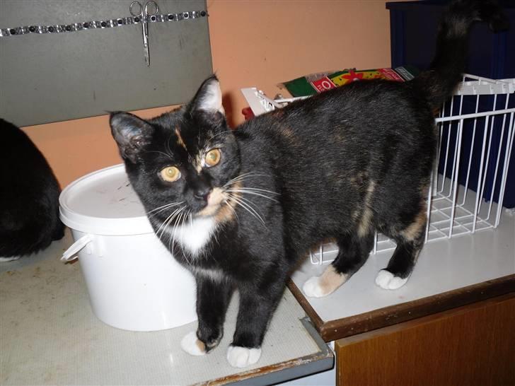 Huskat Bumsen - Bumsen d. 5 februar 09. billede 15