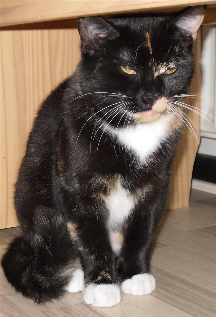 Huskat Bumsen - Bumsen d. 5 februar 09. billede 16