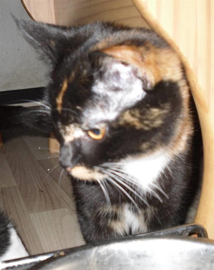 Huskat Bumsen - Bumsen d. 5 februar 09. billede 17