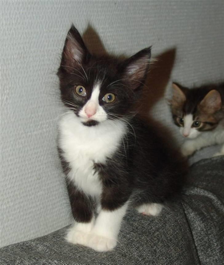 Norsk Skovkat Murphy - Kuk kuk :-) billede 1