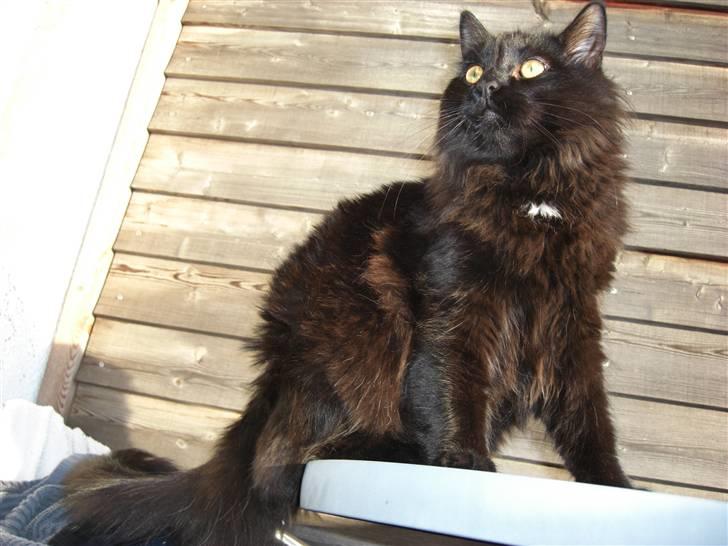 Blanding af racer Tiger billede 6