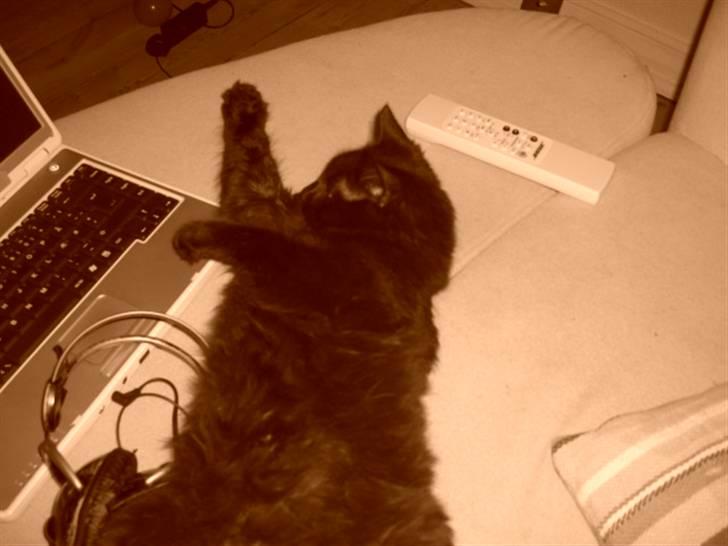 Blanding af racer Tiger billede 7