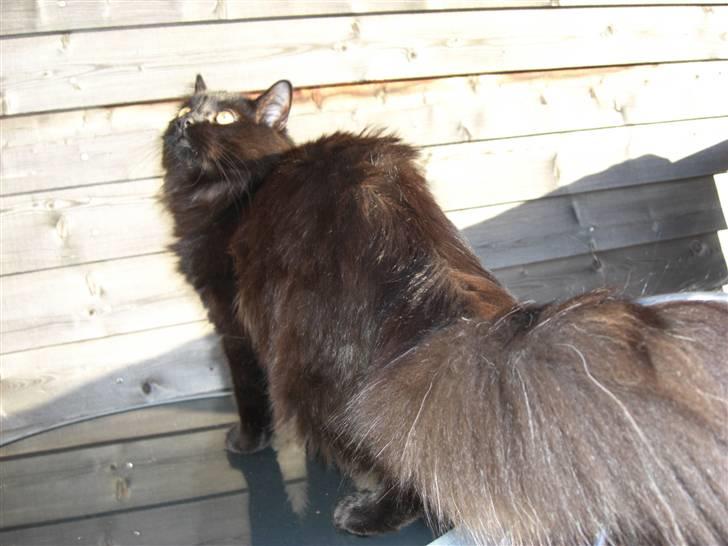 Blanding af racer Tiger billede 8