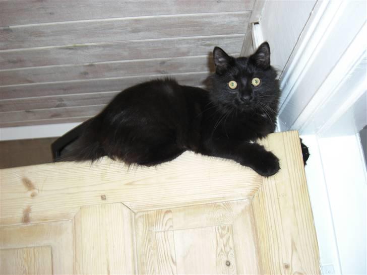 Blanding af racer Tiger billede 9