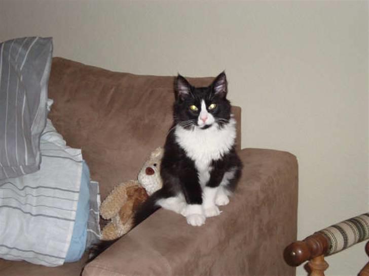 Norsk Skovkat Murphy - "Kom nu... ta´nu det billede Inas" billede 2