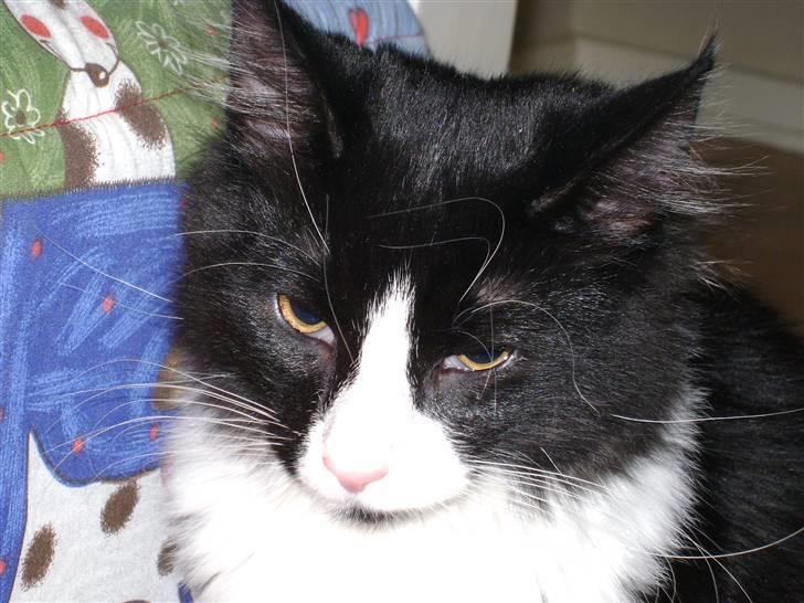 Norsk Skovkat Murphy - "Hej hej" billede 3