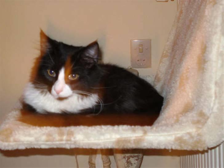 Norsk Skovkat Murphy - "Min fine seng.. ahhh hvor er det dejligt med varme..." billede 4
