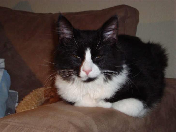 Norsk Skovkat Murphy - "Jeg sover ikke, (zzzz) jeg sover ikke (zzzz).. jeg kæmper " billede 5