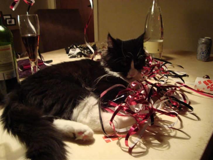 Norsk Skovkat Murphy - "Jeg elsker at være midtpunkt :-)" billede 6