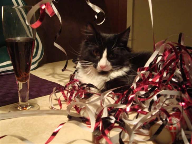 Norsk Skovkat Murphy - "Kuk kuk.. kan i se mig?" billede 7