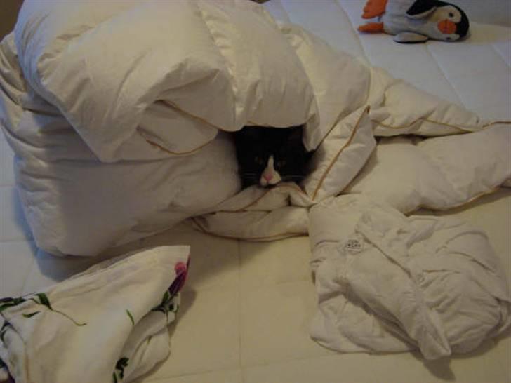 Norsk Skovkat Murphy - Putte putte billede 8