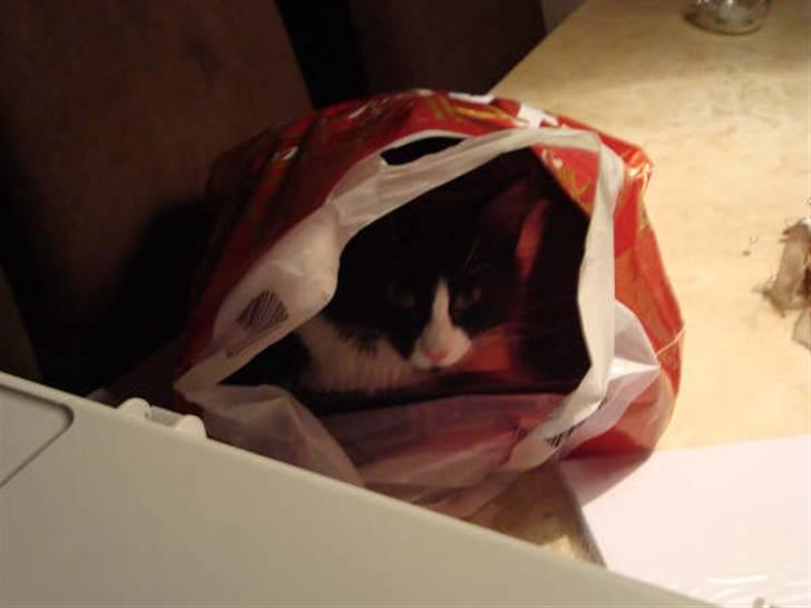 Norsk Skovkat Murphy - "Ahhh elsker poser" billede 9