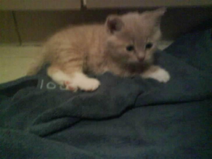 Blanding af racer garfield (killing) - garfield.. billede 1