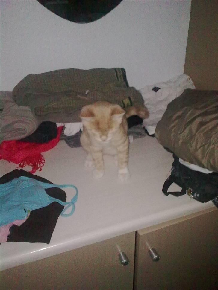 Blanding af racer garfield (killing) - garfield billede 2