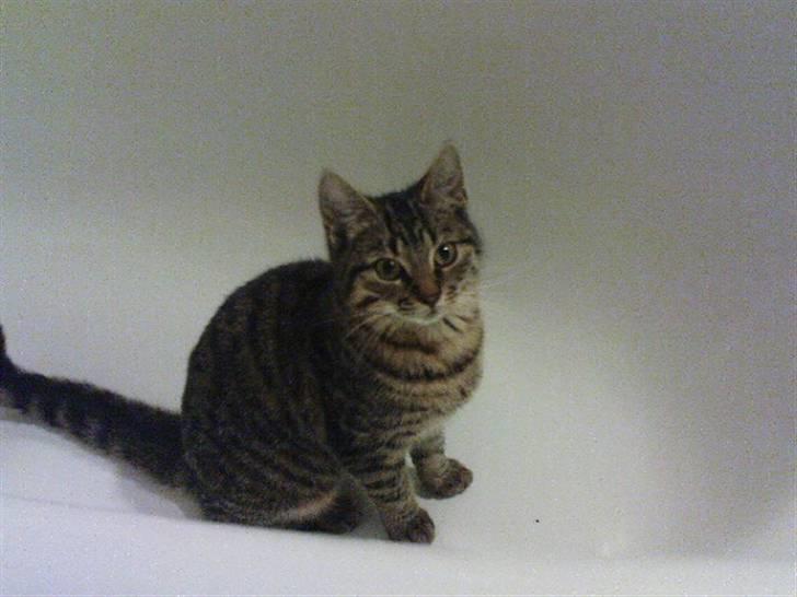 Blanding af racer garfield (killing) - Ratatulie billede 3