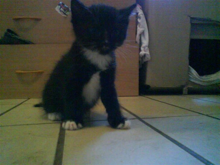 Blanding af racer garfield (killing) - Kuzco (solgt/DØD) billede 4