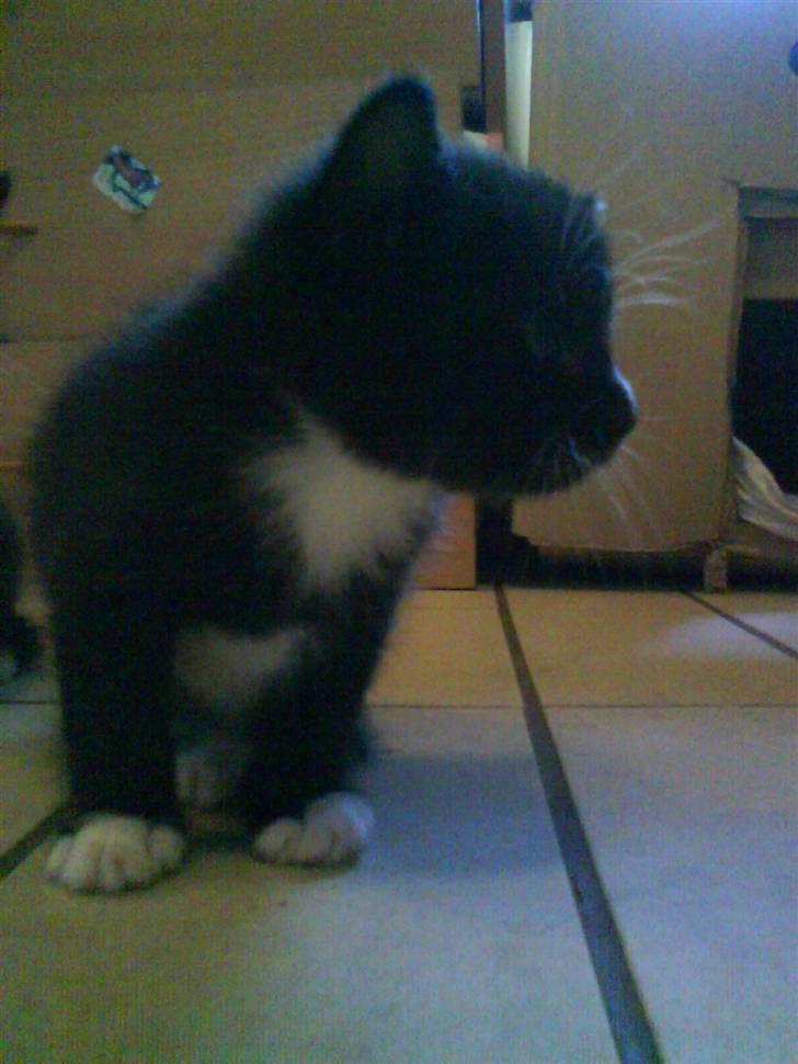 Blanding af racer garfield (killing) - Kuzco (solgt/DØD) billede 5