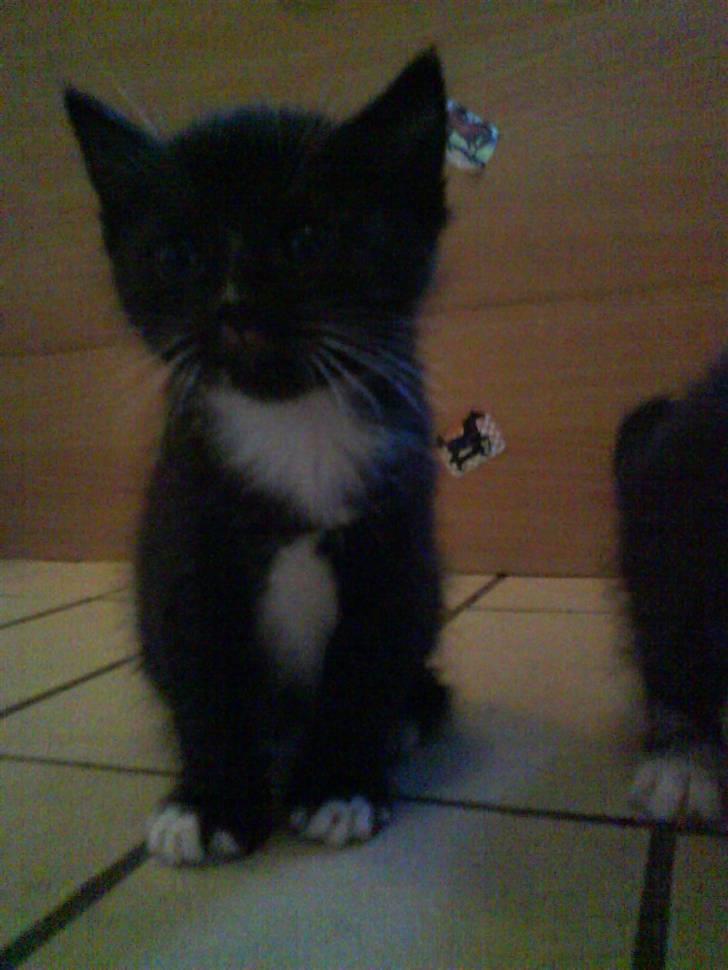 Blanding af racer garfield (killing) - Kuzco (solgt/DØD) billede 6