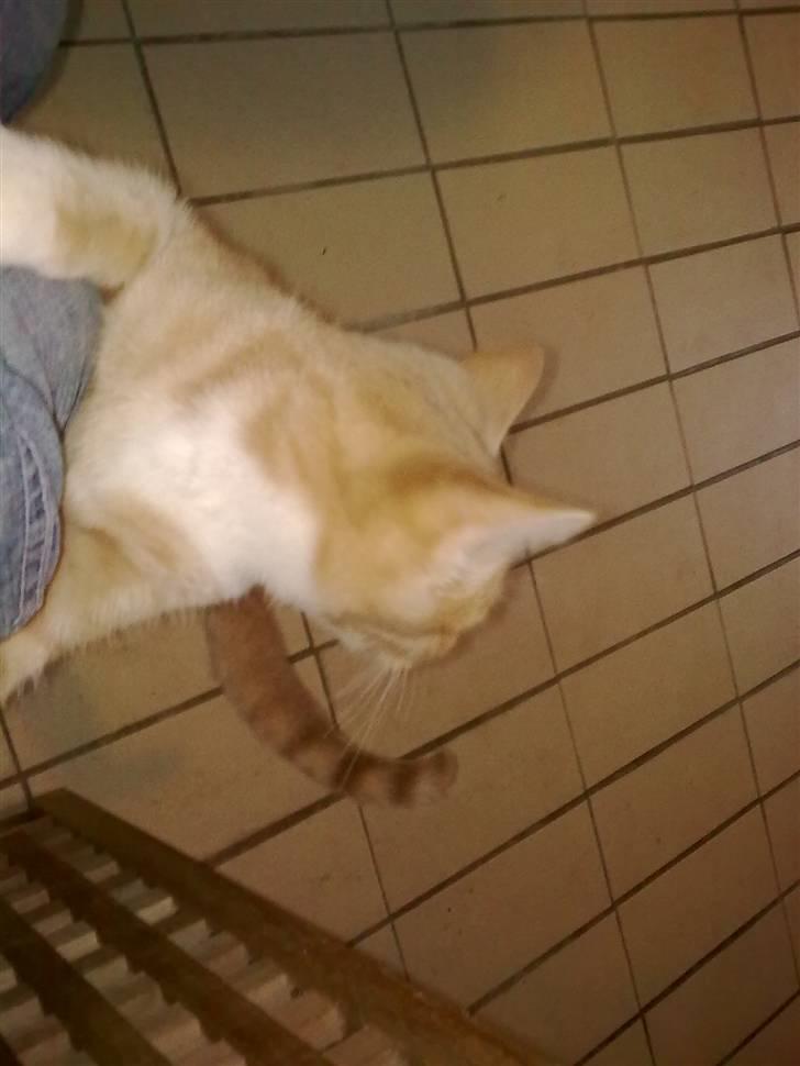 Blanding af racer garfield (killing) - garfield billede 7