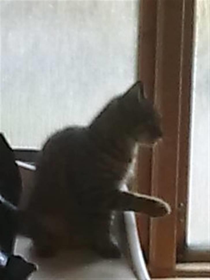 Blanding af racer garfield (killing) - ratta:) billede 8